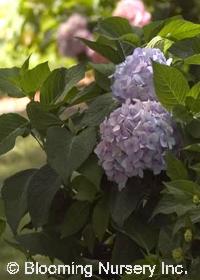 Hydrangea macrophylla 'Endless Summer'